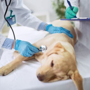 Dog hospital