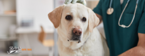 emergency pet hospitals near bucks county and philadelphia