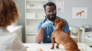 veterinarian-examining-dachshund-01